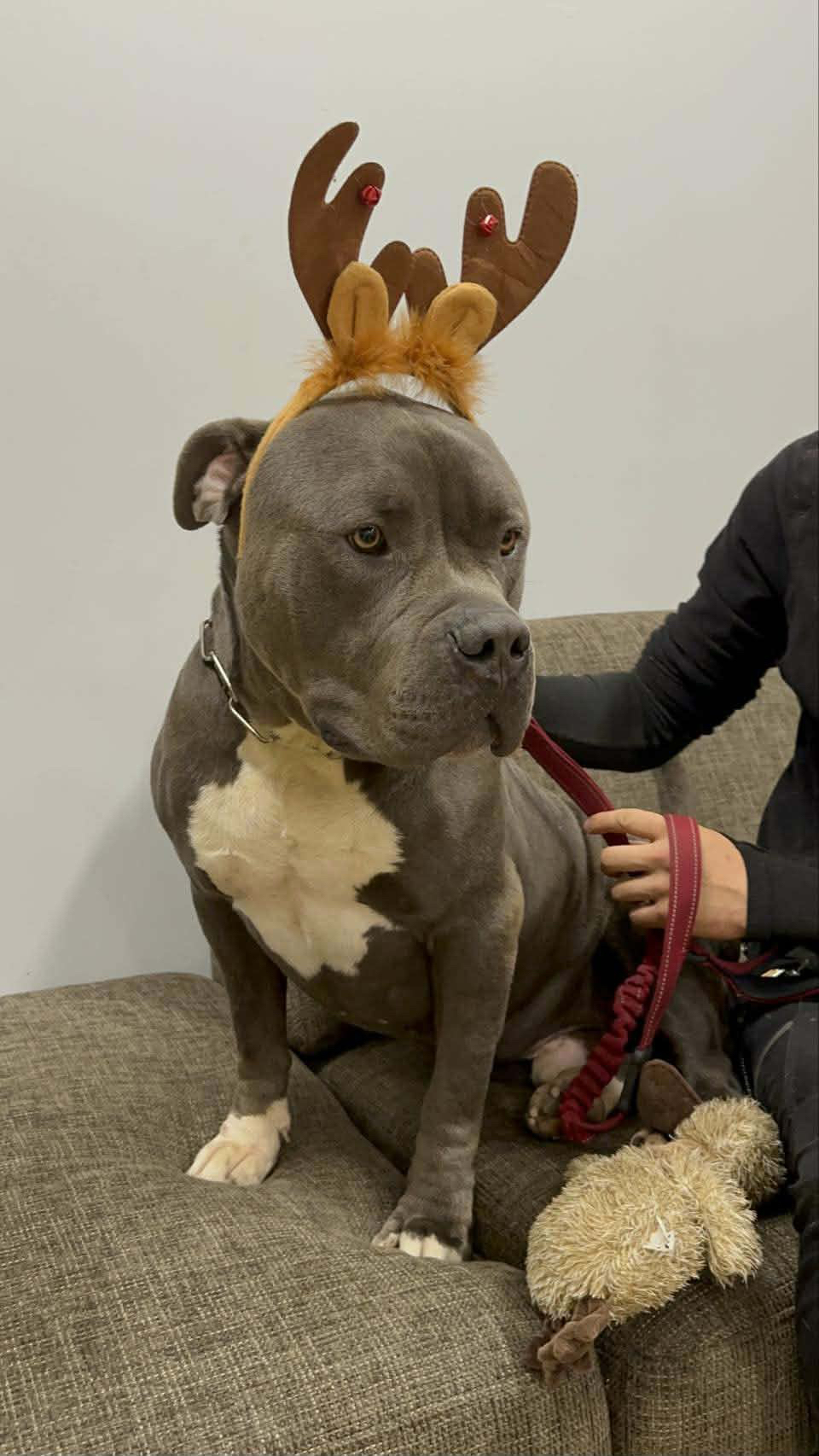 djnoel